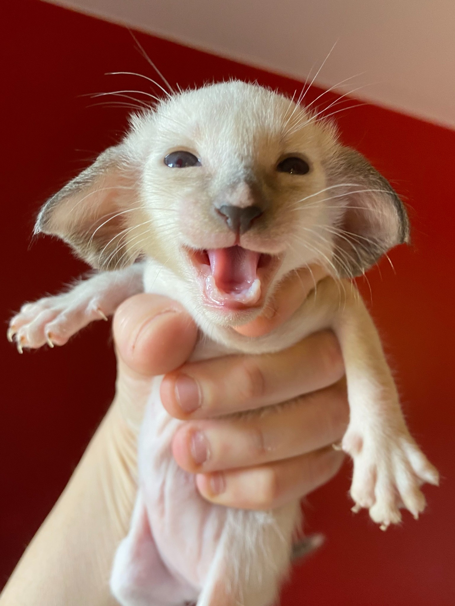Oriental Express — Siamese e Orientale